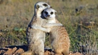 Vmyoung Lace SS Short Dress